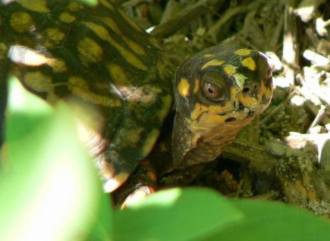 A turtle crouches on the forest floor