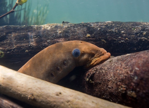 A Pacific lamprey in the water surrounded by woody debris