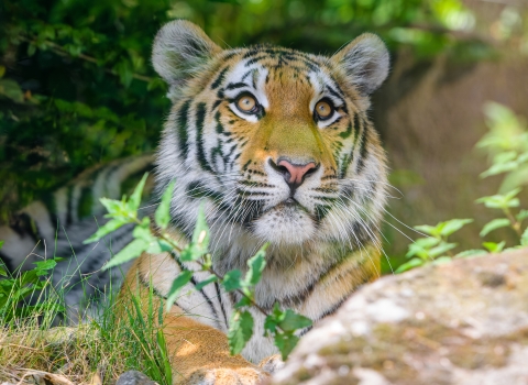 Siberian tiger resting on vegegation looking up