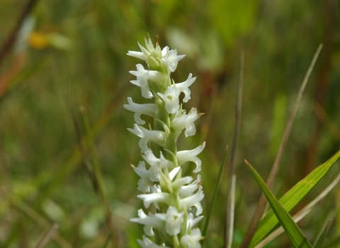 Ute Ladies’-tresses