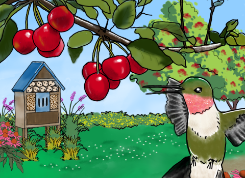Drawing of a hummingbird flying under a cherry tree with flowers and an insect hotel structure in the background