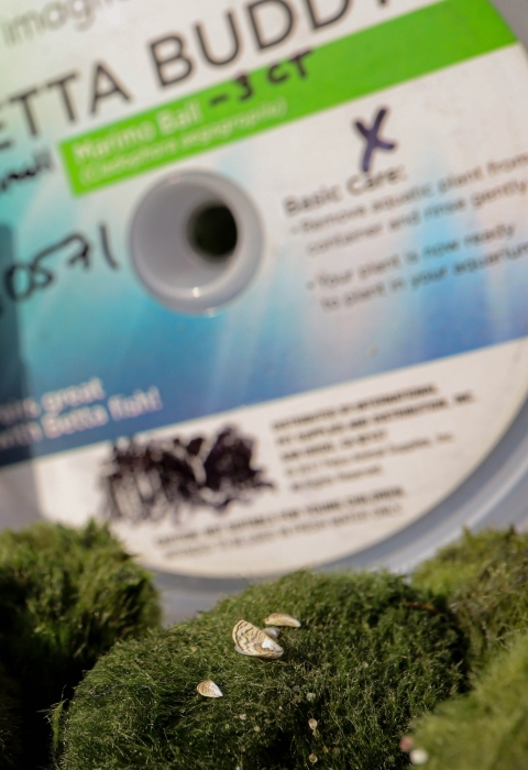 Zebra mussels on moss balls in front of Betta Buddies and Shrimp Buddies packaging