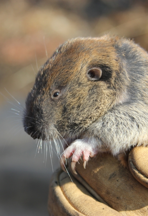 Mazama Pocket Gopher