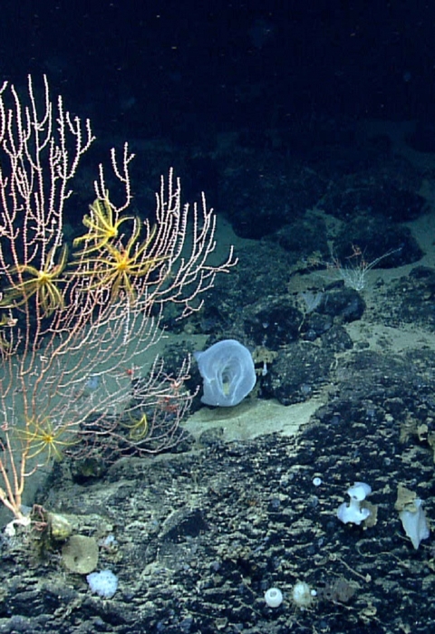 an array of underwater coral species