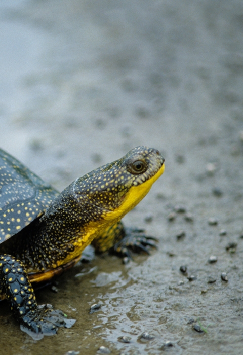 gray domed turtle with yellow spots and yellow chin