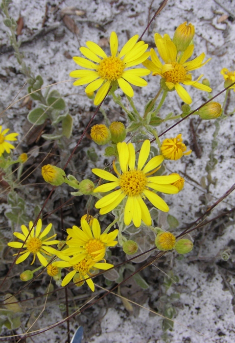 Florida golden aster, yellow wildflowers.