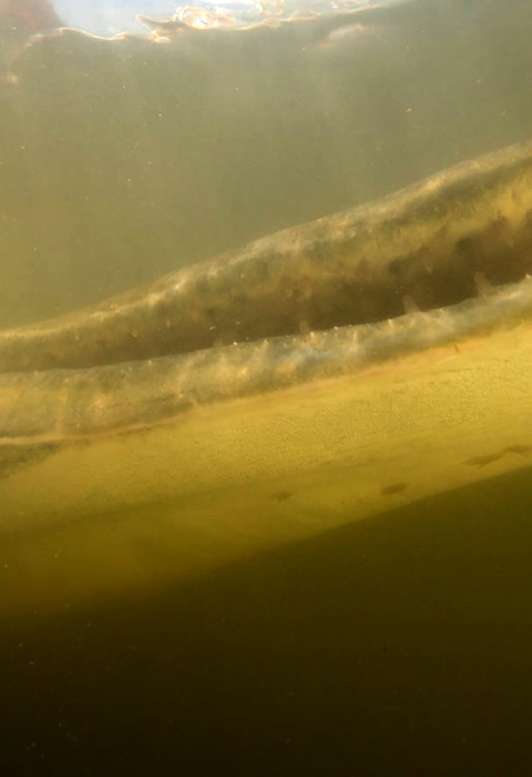 a large alligator gar mouth from below