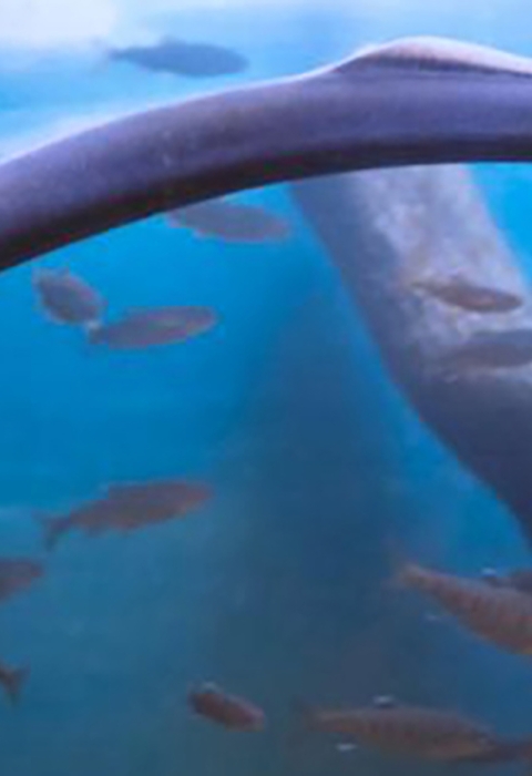 Image of an adult Pacific Lamprey in the Oregon Zoo "Meet Your Ancient Neighbor" exhibit