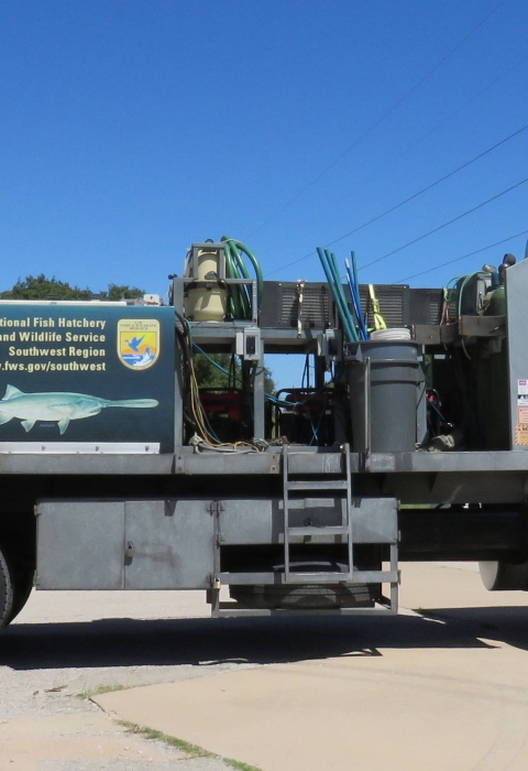 A semi-truck carries a blue trailer with images of fish on it.