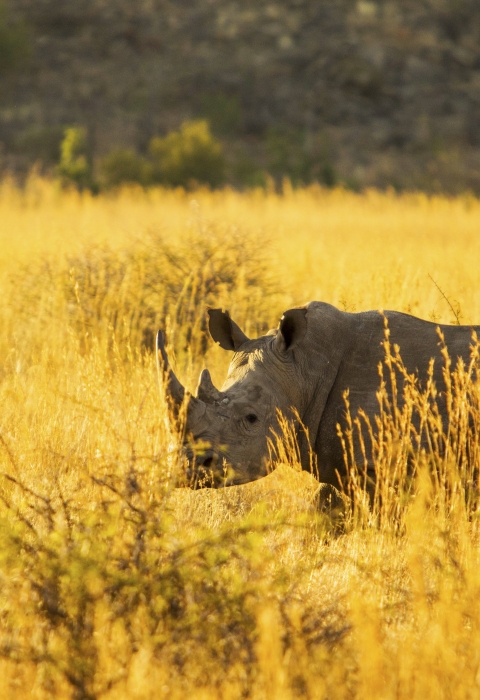 Profile of white rhinoceros standing in tall grasses that look bright yellow in the sun