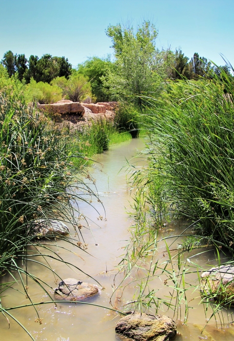 a stream of water with tall grasses on either side