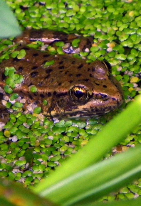 a California red legged frog with its head above water. The surface of the water is covered in small aquatic plant leaves