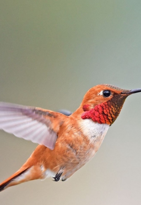 Rufous hummingbird flying