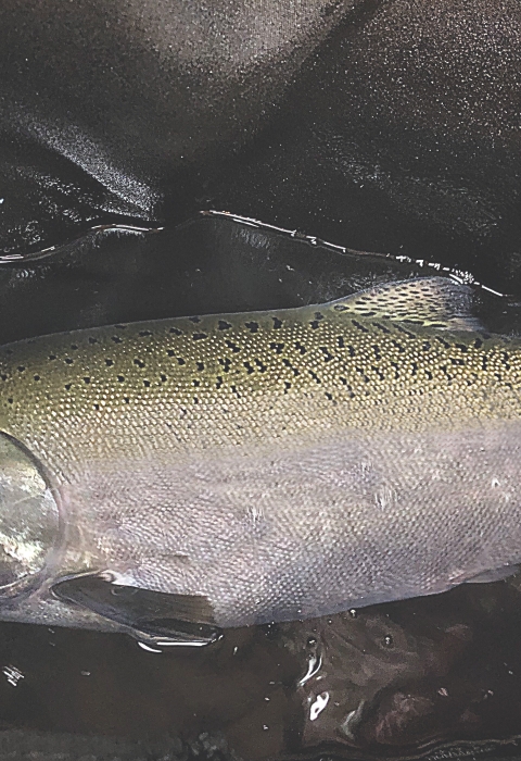 a salmon in a black net