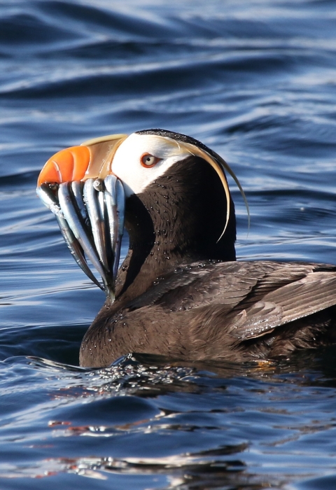 A tufted puffin in summer plumage holding several small silver fish crosswise in its bill.