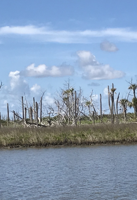 Dying palm trees and colonizing mangroves at Chassahowitzka National Wildlife Refuge