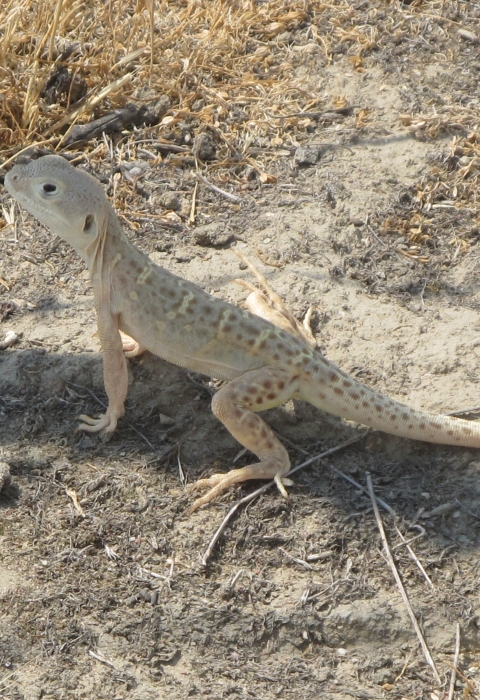 a pale leopard lizard standing in a narrow shadow on dirt