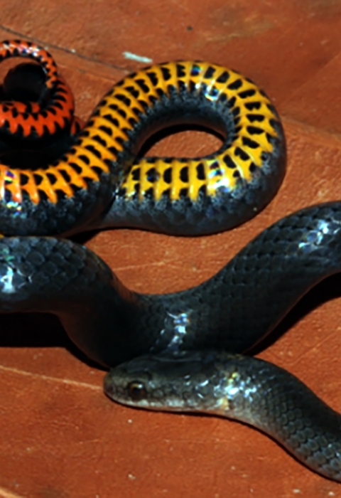 A Key ring-necked snake is curled on an orange fall leaf. It is a small, black on top with bright yellow, orange and red markings on the belly.