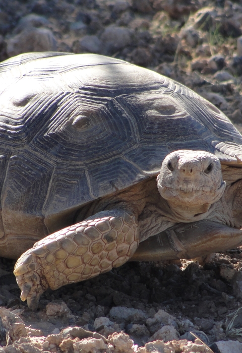 Desert Tortoise walking in the desert