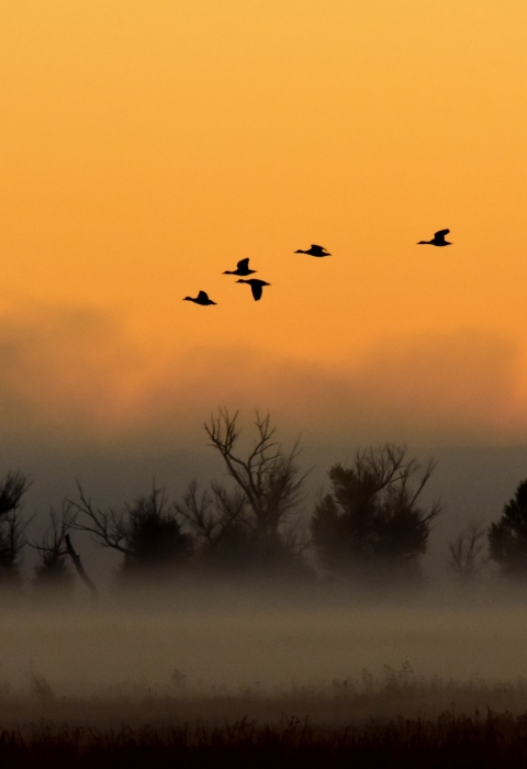 Waterfowl in flight during a foggy sunrise