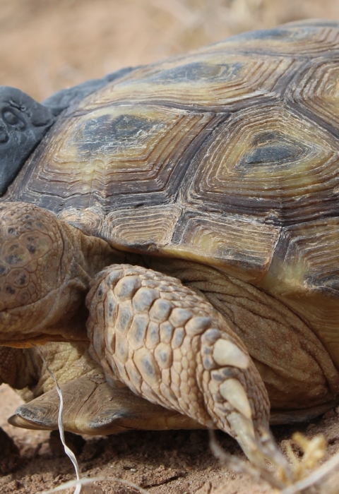 A bolson tortoise moving along a sandy surface next to some dry grass. The tortoise has a clay-like lump on it's shell stamped with "S9"