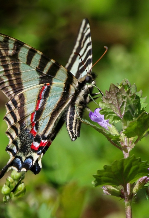 Beautiful turquoise, black, yellow striped butterfly, with red and blue highlights near a violet flower on a green leafy stalk