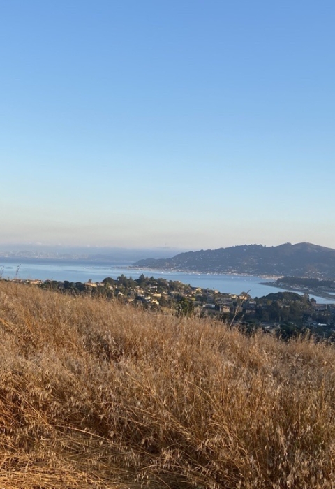 Landscape view of ocean bay with grassland in the foreground.