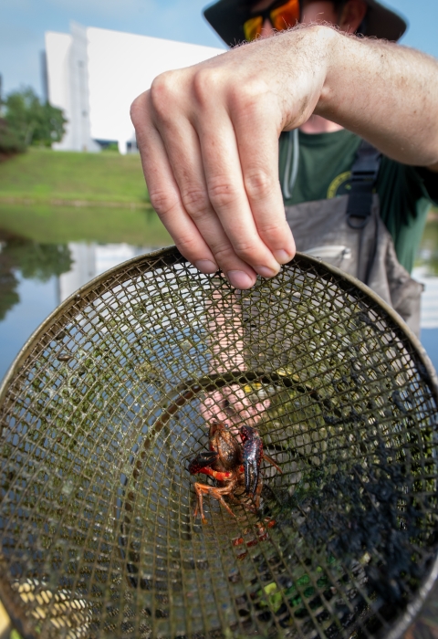 A biologist displays a trapped crayfish as it flares its large claws inside a cylindrical metal cage