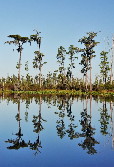 An island with tall trees in the swamp.