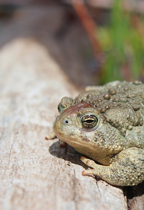 A Wyoming toad basks in the sun. It sits on a log next to green grasses.