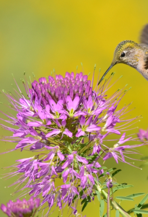 adult female broad-tailed hummingbird nectars on Rocky Mountain beeplant at Seedskadee NWR