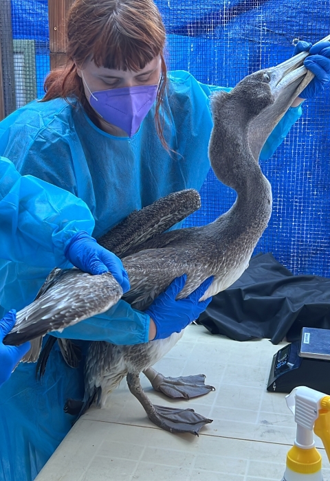 A brown pelican is being treated in a care facility