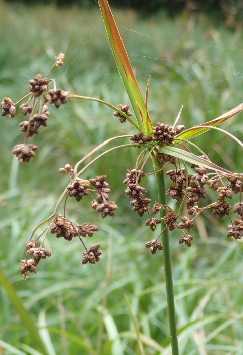 closeup of the drooping flower head of a thin, green wetland plant