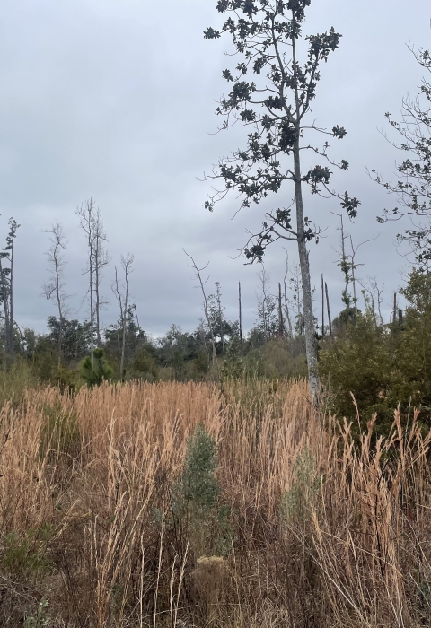 Pine flatwoods