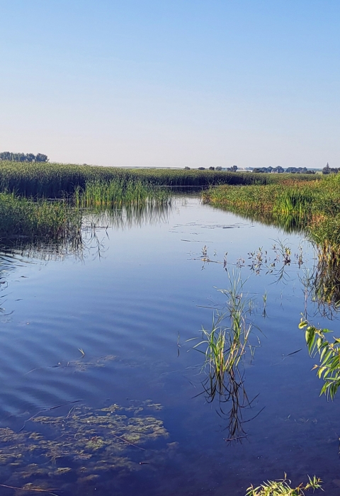 Green grasses growing along a wetland