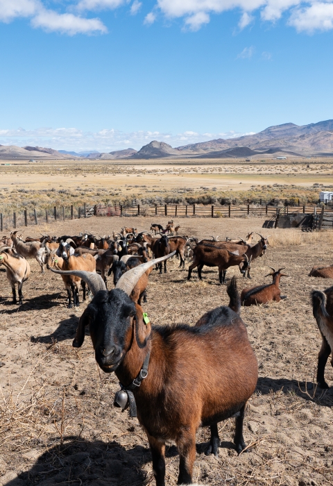 Goats standing in a corral looking at the camera with a sagebrush landscape and mountains in the background.