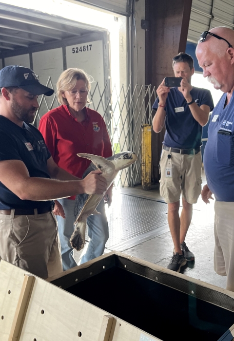 a group of 4 people surround a man holding a sea turtle that has just been removed from a transport box.