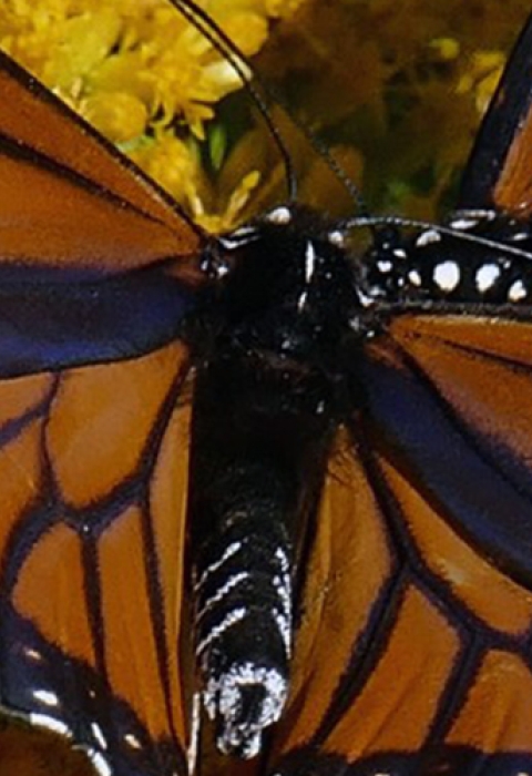 A group of monarch butterflies find food and habitat at St. Marks National Wildlife Refuge.