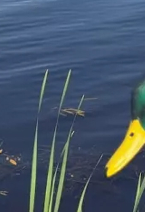 Mallard duck decoys in a pond.