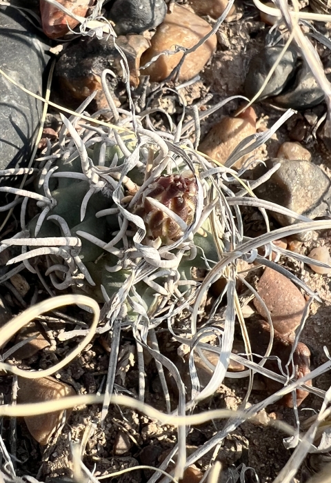 A globe-shaped dark green cactus is covered with ribbon-like spines, making it almost blend into the landscape
