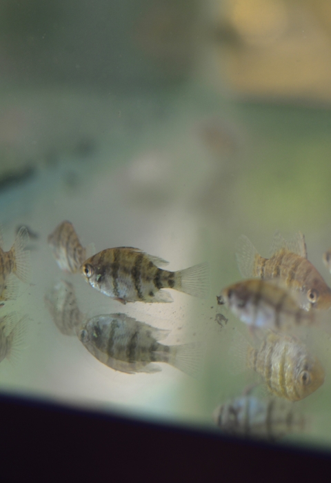 Small striped fish in a tank