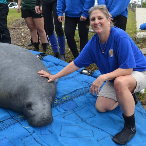 Person kneeling beside a manatee lying on a blue tarp