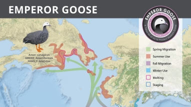 Map of Alaska showing the range of the emperor goose with conservation logo in the upper right corner