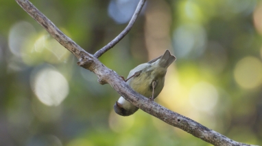 ʻAkikiki stands on a branch, bent over. It has pale greenish feathers.