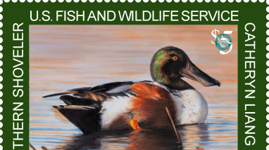 The most updated fact sheet for the National Junior Duck Stamp Program