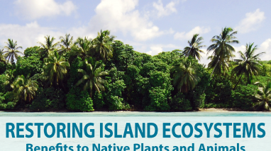 Cover for the Restoring Island Ecosystems brochure