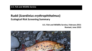 Ecological Risk Screening Summary - Rudd (Scardinius erythrophthalmus) - High Risk
