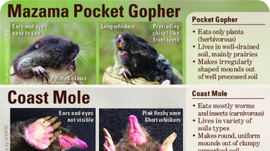 Mazama Pocket Gopher ID Card