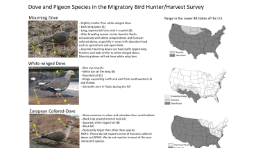 Identification Tips and Range Maps for Dove and Pigeon Species in the Migratory Bird Hunter/Harvest Survey
