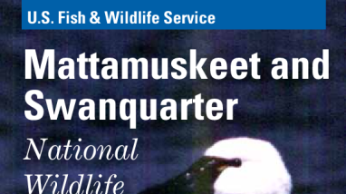 Wildlife List Mattamuskeet National Wildlife Refuge